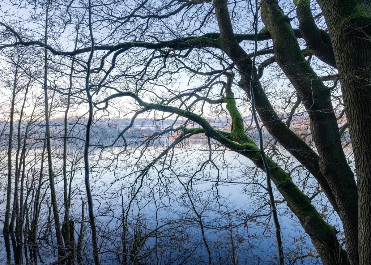 Moss-covered oak branches arching over a still lake at dawn in winter, bare trees framing the calm water