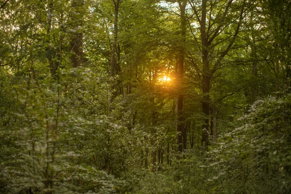 Golden sunset glowing through dense green woodland trees in summer
