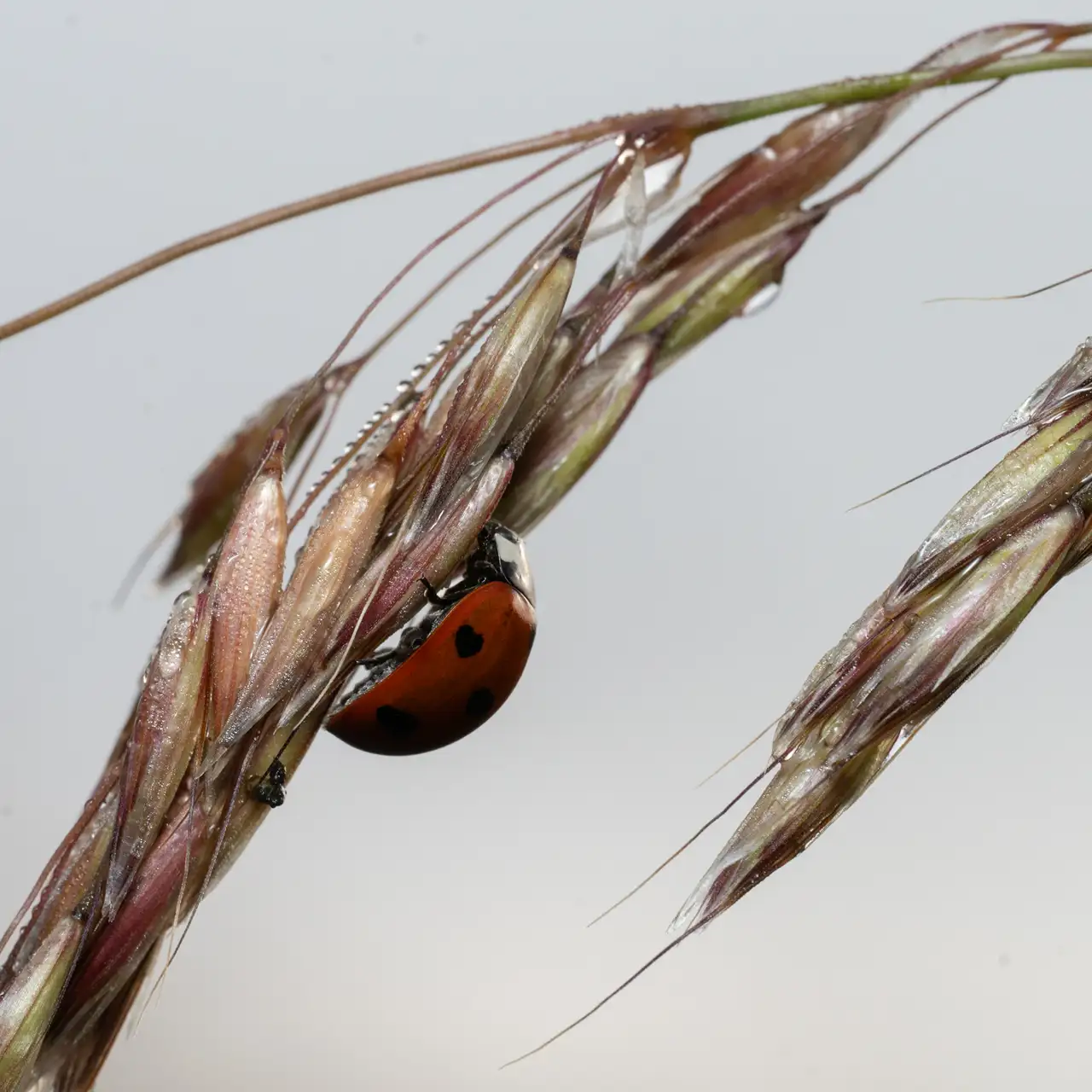 Ladybird with distinctive red shell and black spots, clinging to the intertwining strands of a grass stem. The grass is adorned with dew droplets, creating a fresh and natural ambience against a light grey background.