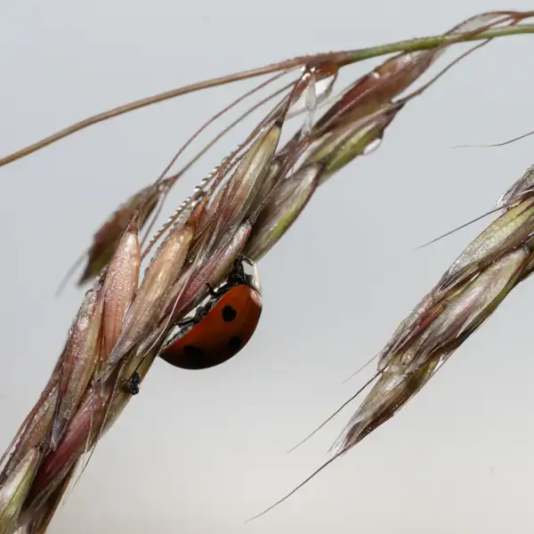 Ladybird with distinctive red shell and black spots, clinging to the intertwining strands of a grass stem. The grass is adorned with dew droplets, creating a fresh and natural ambience against a light grey background.