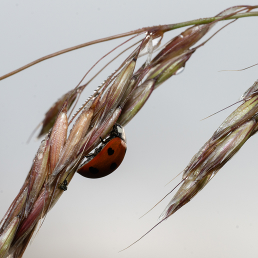  a ladybug on a branch