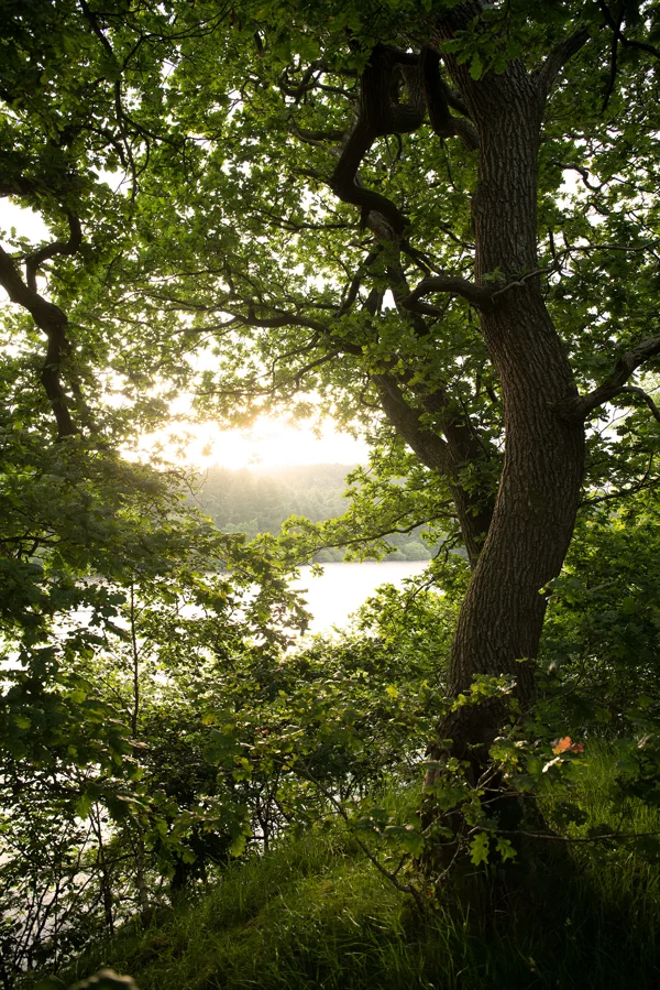 Oak tree framing a sunlit lake through summer foliage at golden hour in woodland