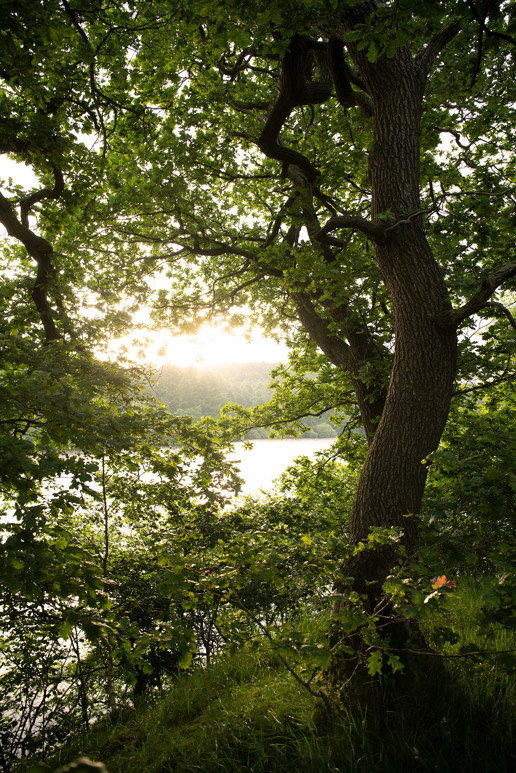  a tree in a forest