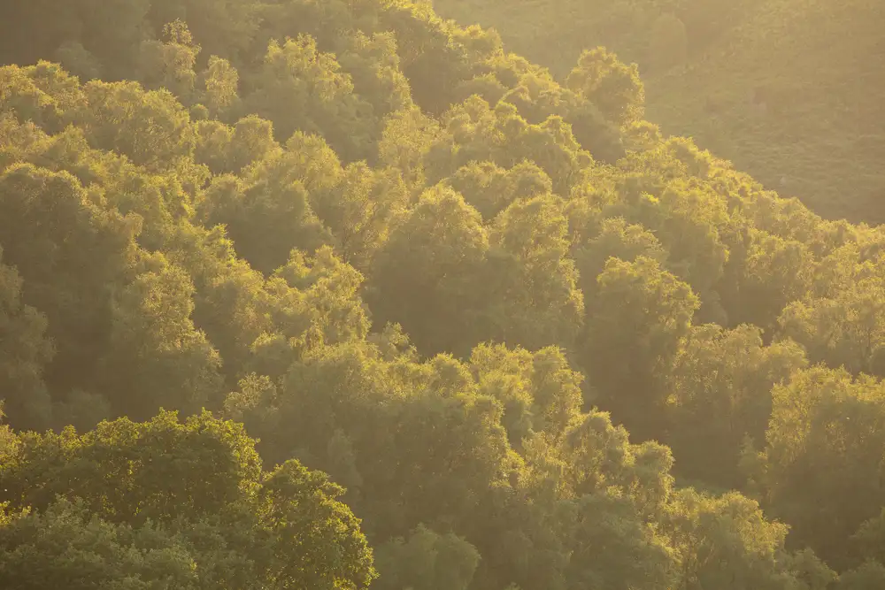 Sunlit forest with dense, verdant trees bathed in warm, golden light. The lush foliage creates a soft, textured landscape, with highlights and shadows enhancing the natural beauty of the scene.