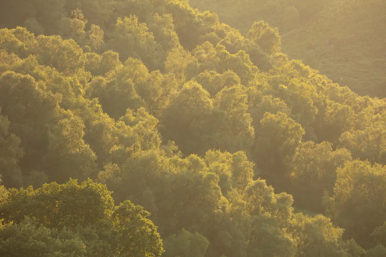 Sunlit forest with dense, verdant trees bathed in warm, golden light. The lush foliage creates a soft, textured landscape, with highlights and shadows enhancing the natural beauty of the scene.