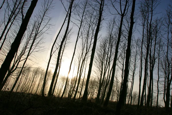Trees