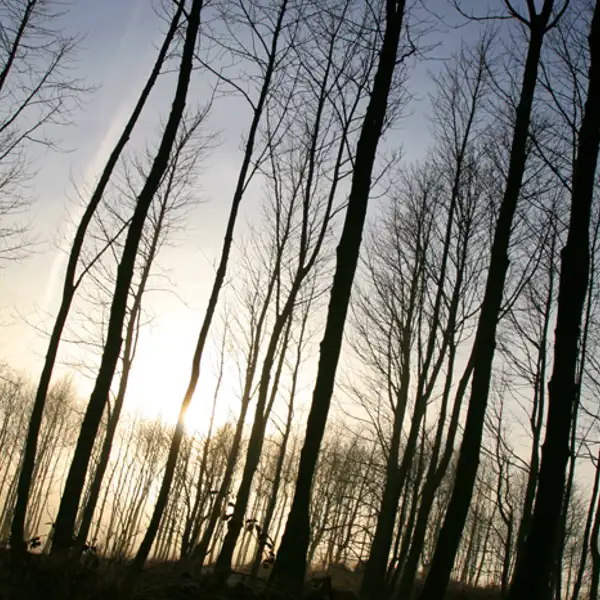 Trees