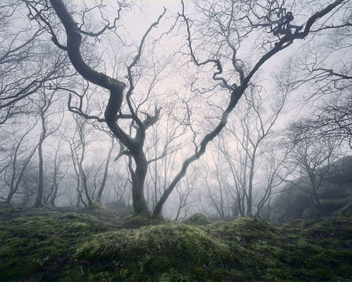 A Journey Through Ancient Woodland:  
