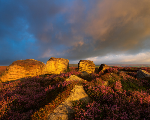 Moorland Landscapes: Golden sunrise illuminates sandstone rocks atop heather-clad moors under a dramatic cloudy sky, evoking a serene, windswept landscape. a rocky hillside with purple flowers