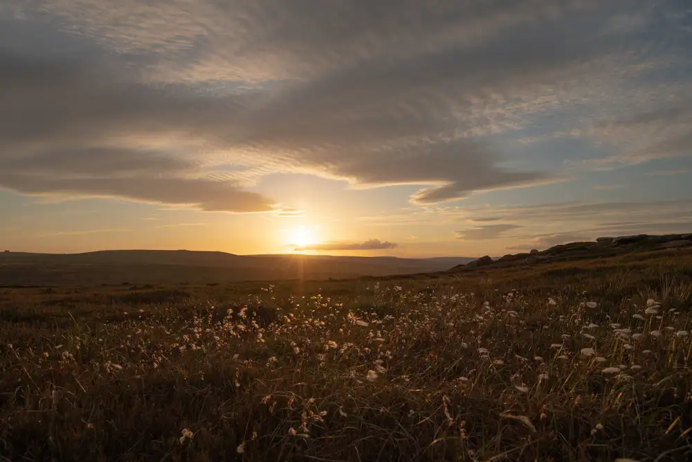 Sunset over a vast, grassy moorland with cotton grass swaying gently in the foreground. The sky has scattered clouds tinged with warm hues of orange and gold, while the sun descends towards the horizon, casting a soft glow across the landscape.
