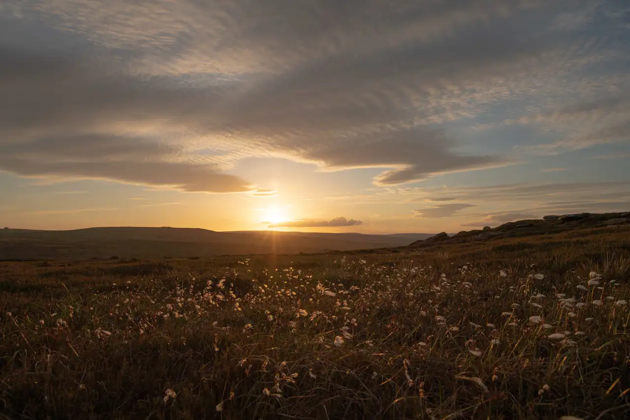 Sunset over a vast, grassy moorland with cotton grass swaying gently in the foreground. The sky has scattered clouds tinged with warm hues of orange and gold, while the sun descends towards the horizon, casting a soft glow across the landscape.