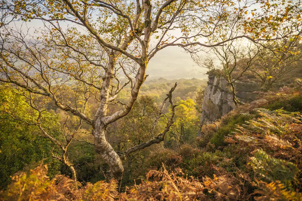 A lone birch tree with twisting branches stands on a hillside, surrounded by autumnal ferns and grasses. The landscape stretches into a distant haze, with woodland and a rocky cliff visible. The scene is bathed in warm, golden sunlight, creating a serene and picturesque setting.