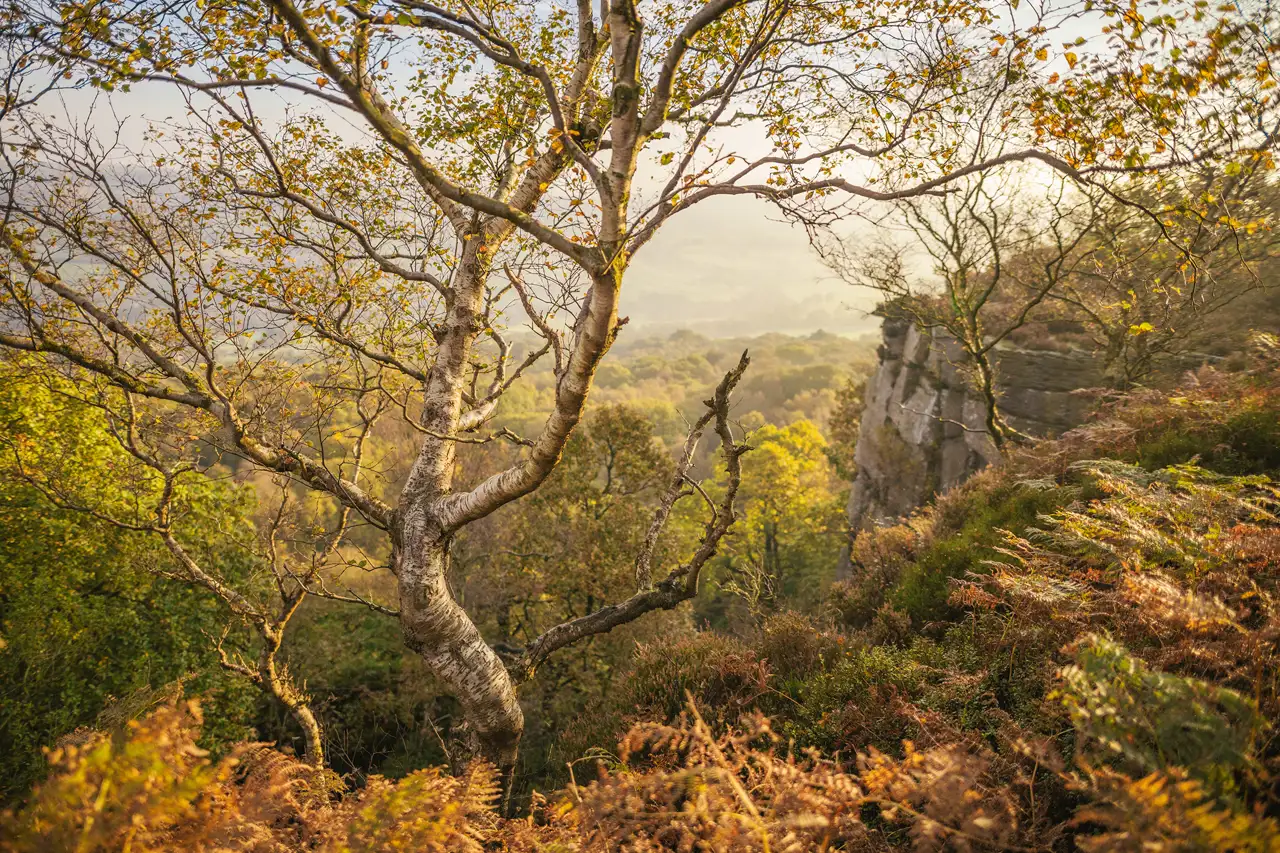 A lone birch tree with twisting branches stands on a hillside, surrounded by autumnal ferns and grasses. The landscape stretches into a distant haze, with woodland and a rocky cliff visible. The scene is bathed in warm, golden sunlight, creating a serene and picturesque setting.