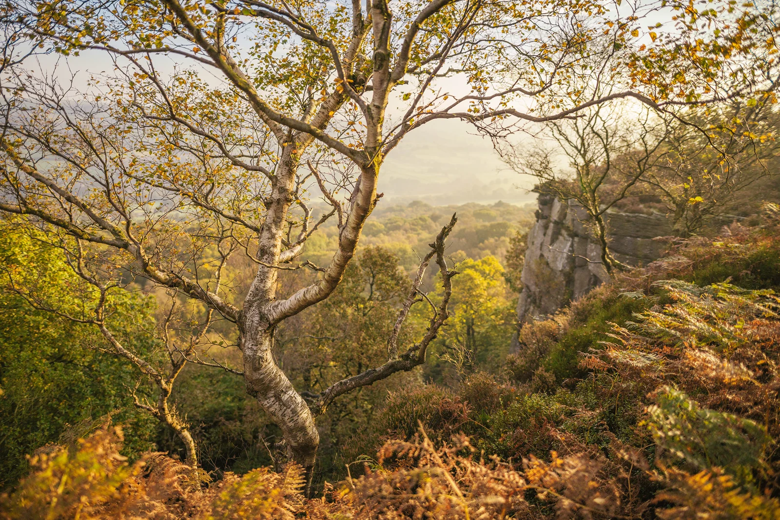 Silver birch tree on a misty moorland gritstone edge with golden bracken at sunrise in autumn