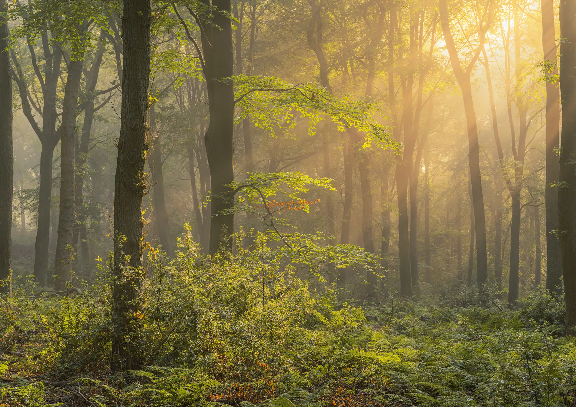 Beech woodland at sunrise with golden light streaming through misty trees onto green ferns