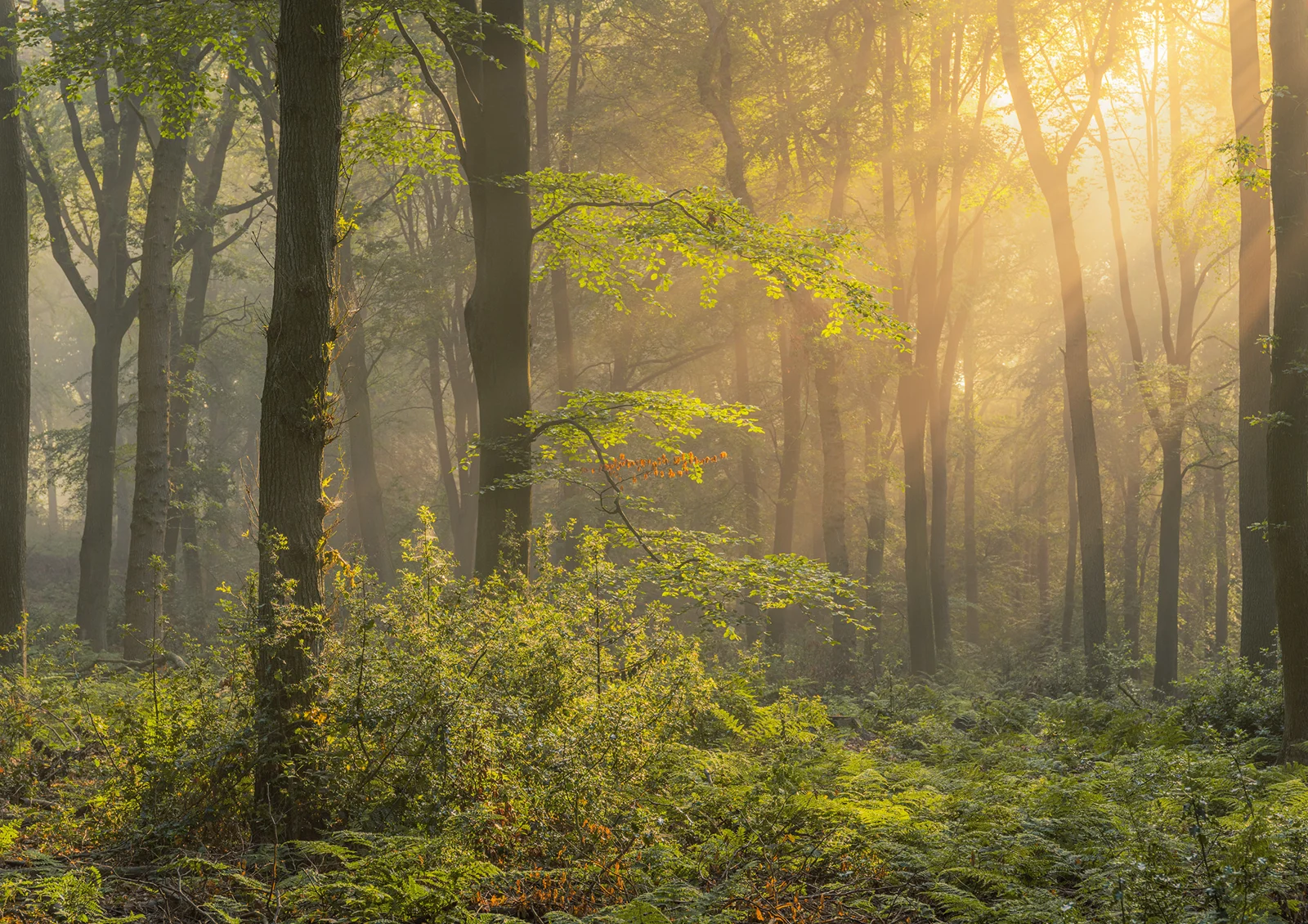 Beech woodland at sunrise with golden light streaming through misty trees onto green ferns