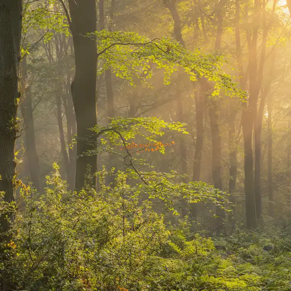Woodland Mists