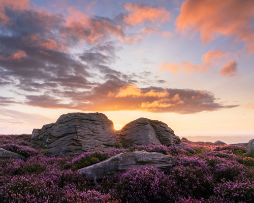 Moorland Landscapes: Vibrant sunrise over North Yorkshire moorland. Heather blooms with rich purple hues, contrasting with weathered rock formations. The sky is a vivid canvas of orange and pink, with the setting sun peeking between the rocks, casting a warm glow over the scene. a field of purple flowers with a rock formation in the background