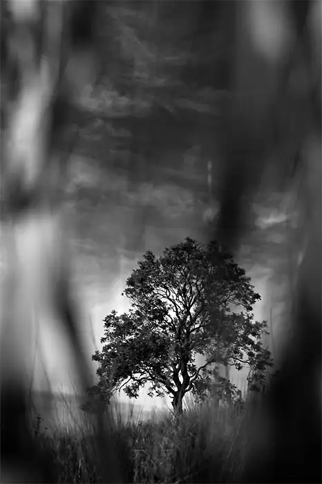 Tree, Thruscross