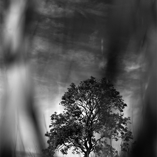 Tree, Thruscross: Tree, Thruscross
