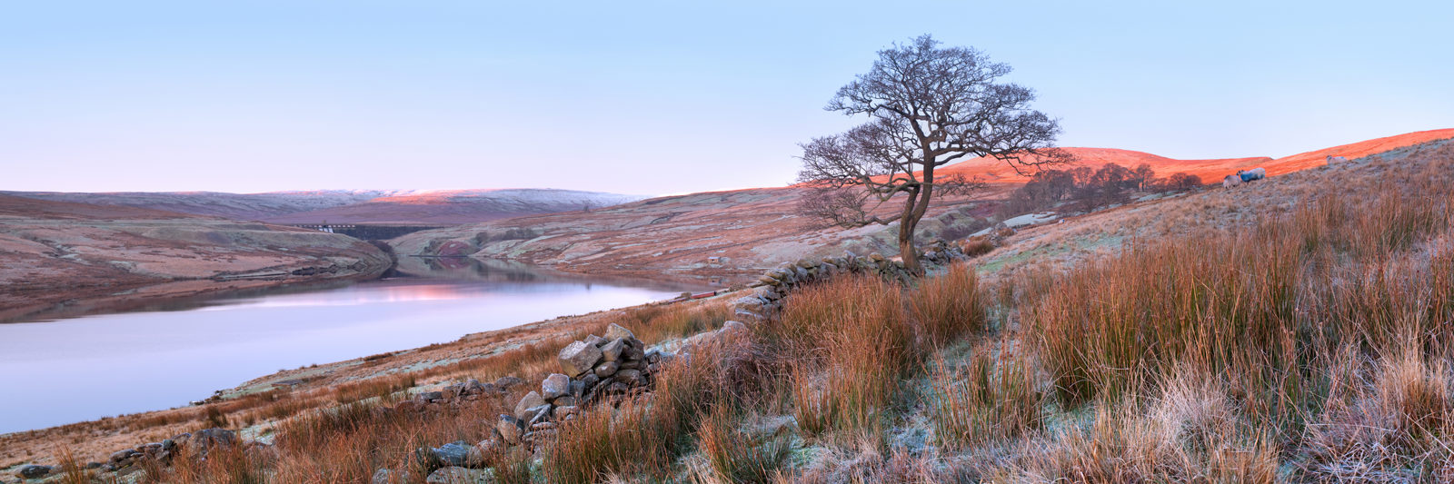 Frost-covered landscape at sunrise with a calm lake reflecting the pink and orange hues of the sunrise. Rolling hills in the background have a light dusting of snow. A solitary tree stands next to a dry stone wall in the foreground, with tufts of grass surrounding it. Sheep graze on the hillside, adding to the serene rural setting.