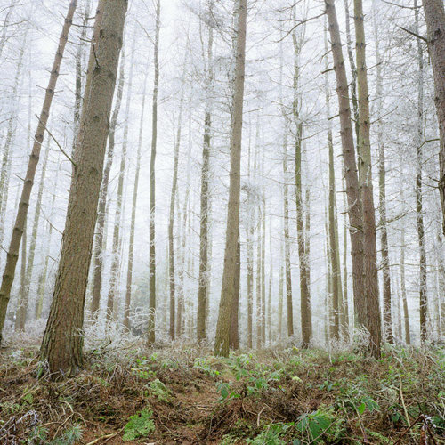 Winter Wonderland (1): Winter Wonderland