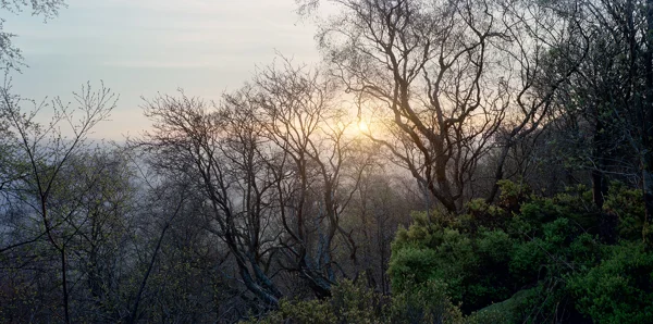 Sun breaking through bare birch trees over misty valley at dawn, with green gorse in the foreground