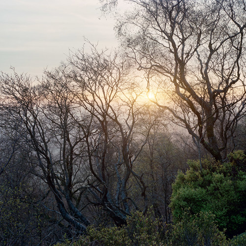 April woodland dawn