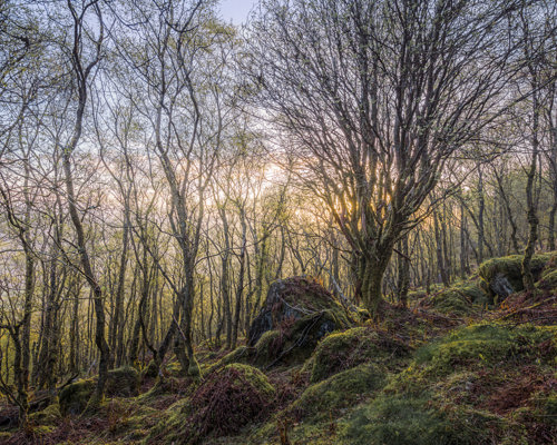 A Journey Through Ancient Woodland:  