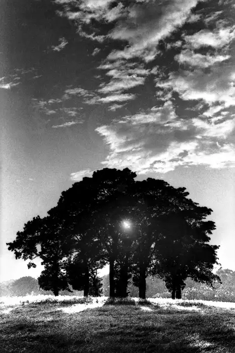 Late Evening Sun, St Ives Park, Bingley