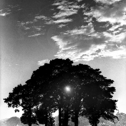 Late Evening Sun, St Ives Park, Bingley: Late Evening Sun, St Ives Park, Bingley