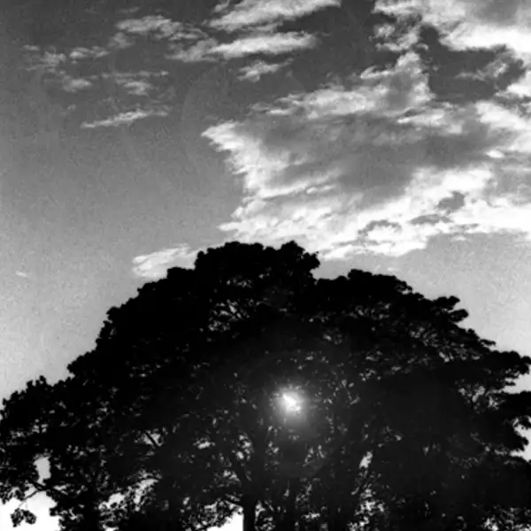 Late Evening Sun, St Ives Park, Bingley