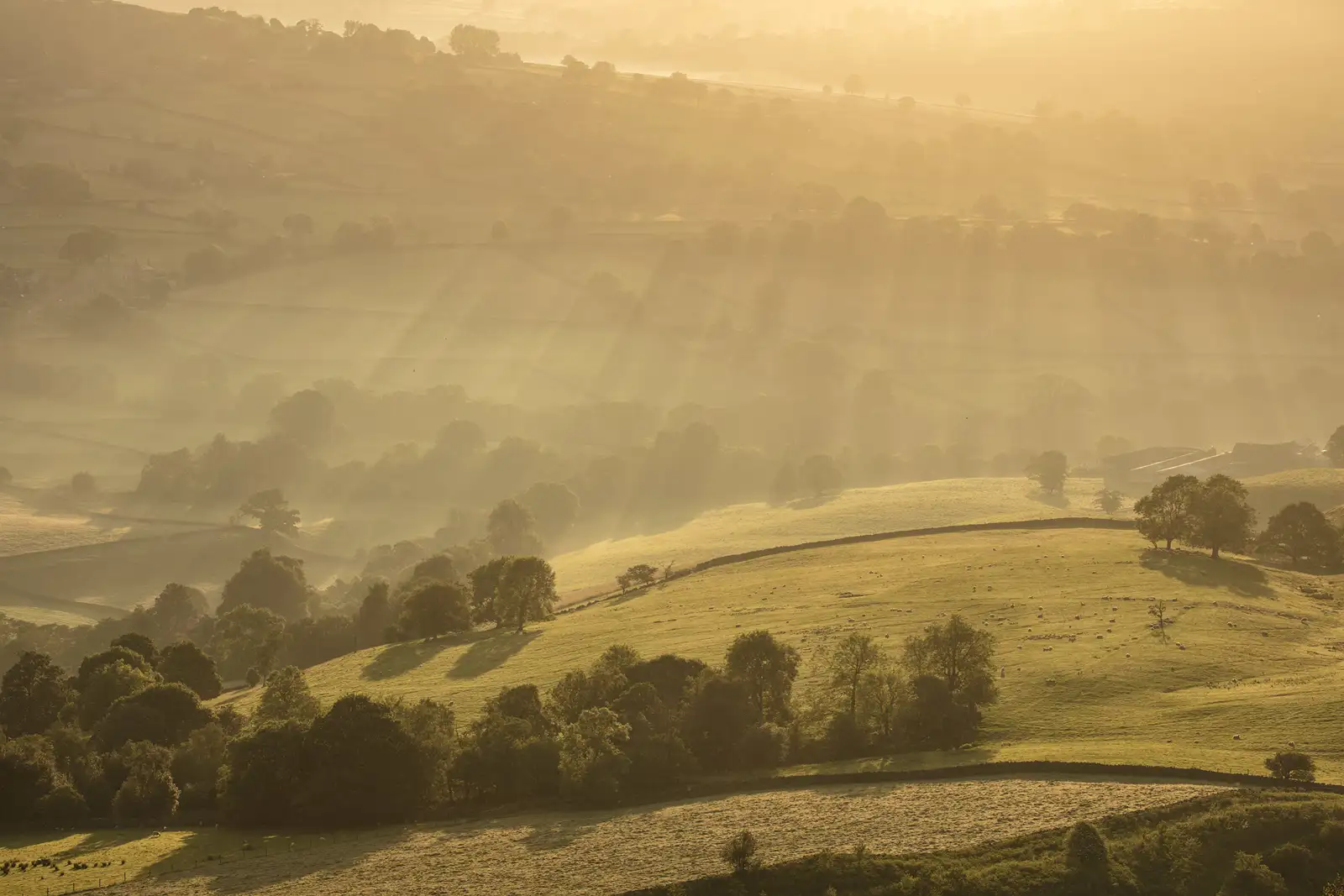 Rolling pastoral landscape bathed in golden sunlight during sunrise or sunset, with rays illuminating the fields. Trees are scattered across the gentle hills, casting elongated shadows. A soft mist lingers in the background, enhancing the serene, ethereal atmosphere.