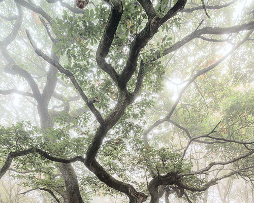 A Journey Through Ancient Woodland:  