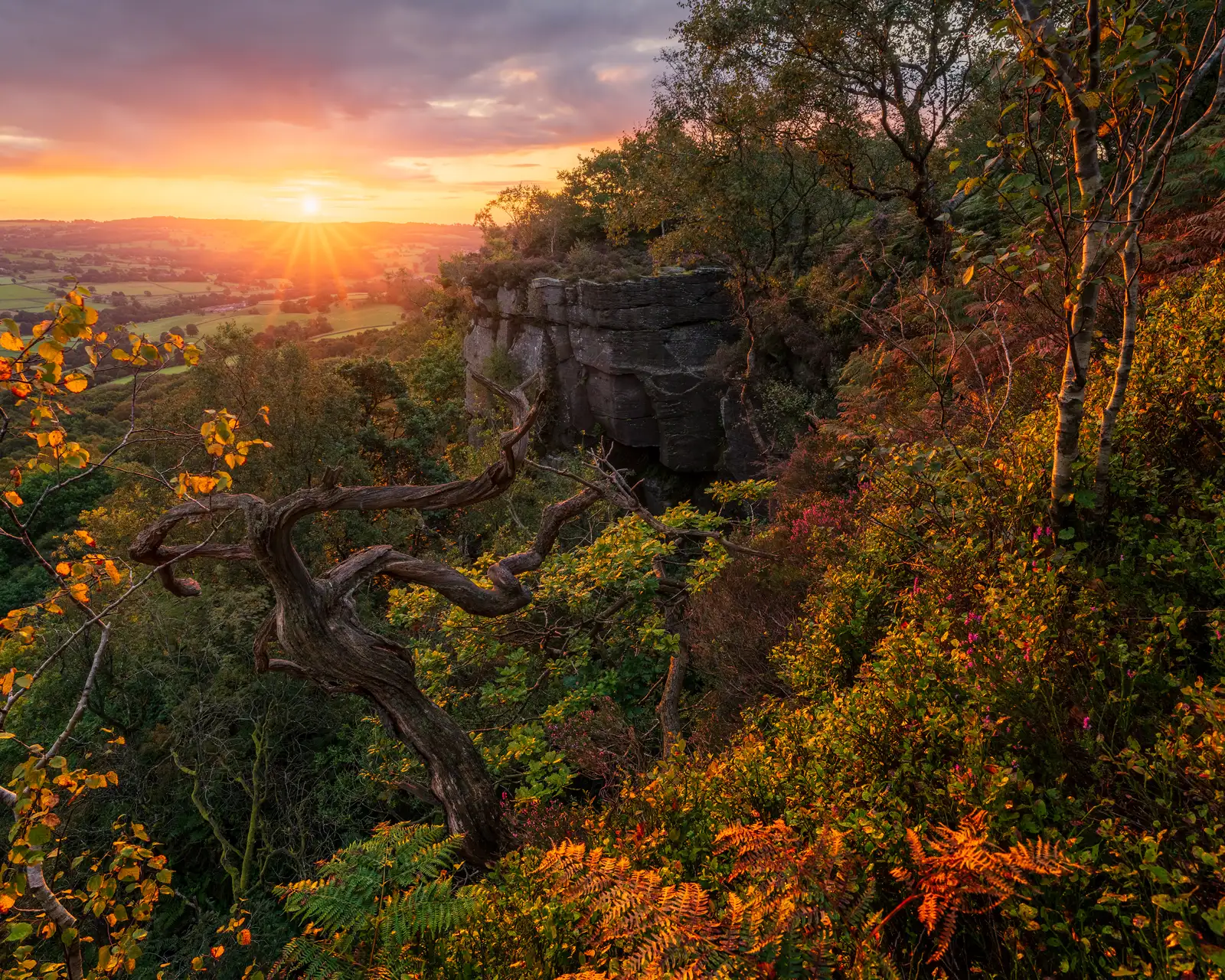 Sunset over a lush landscape with a foreground of twisted tree branches and vibrant foliage. Sunlight casts a warm glow on the scene, highlighting the textures of the rocks and greenery. The horizon features rolling hills under a partly cloudy sky.