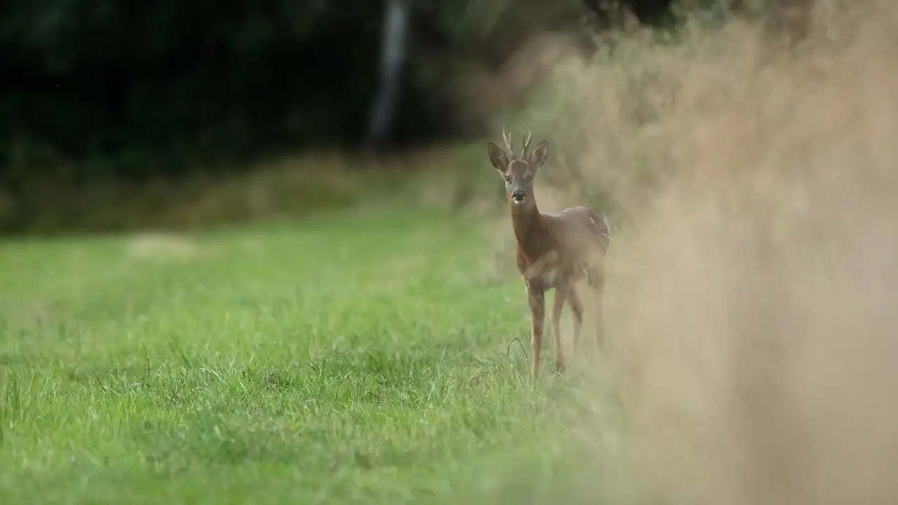 A young deer with small antlers stands alert on a green grassy field. It looks towards the camera, with blurred tall grasses on the right and dense dark foliage in the background.