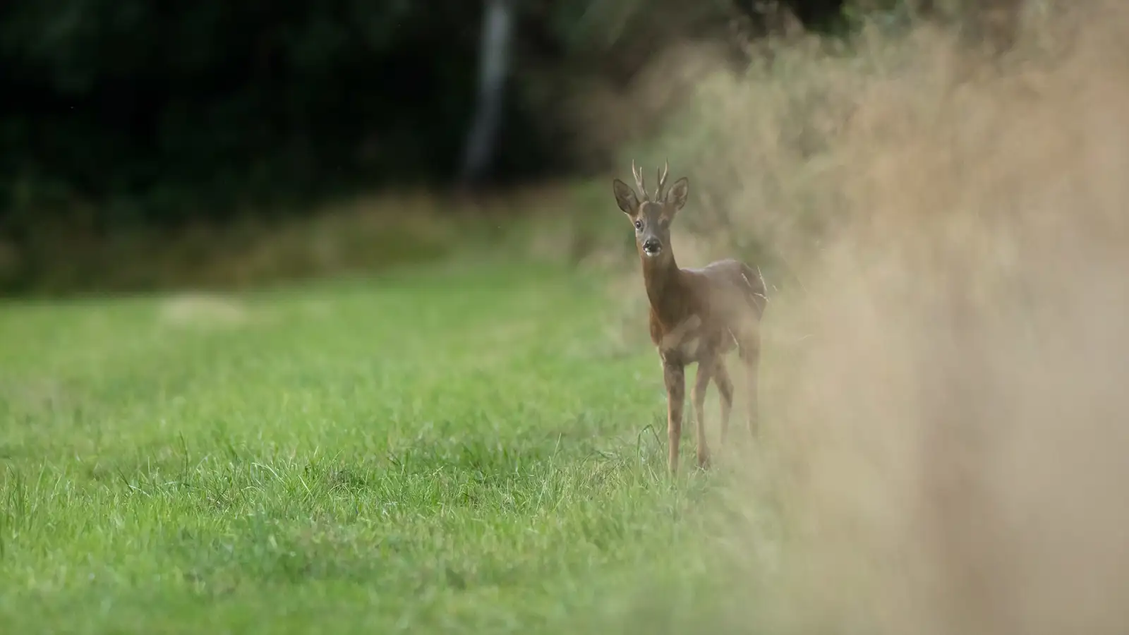 A young deer with small antlers stands alert on a green grassy field. It looks towards the camera, with blurred tall grasses on the right and dense dark foliage in the background.