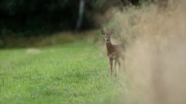 Roe deer buck standing alert at a woodland edge on a green grassy meadow in soft light