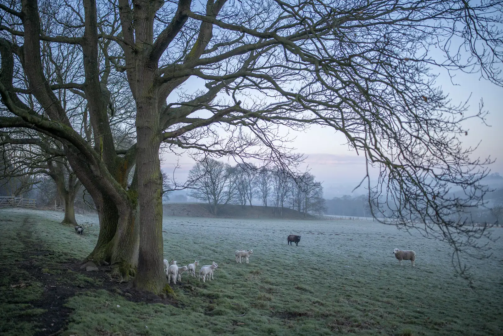 Early morning rural scene with a large, bare-branched tree in the foreground. A flock of sheep, including several lambs, grazes on a frosty grass field. The background features a soft, misty sky and a silhouette of distant trees, creating a tranquil atmosphere.