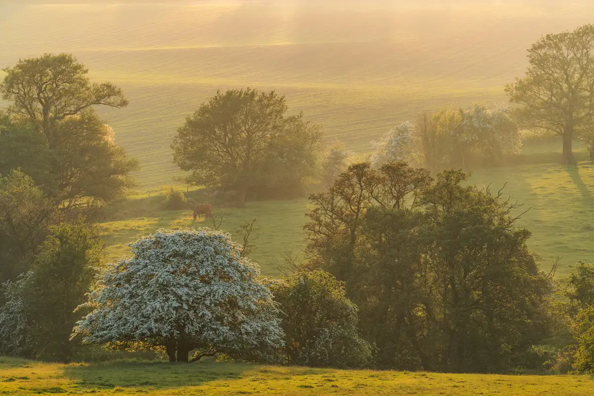 Sunlit pastoral landscape with rolling fields and scattered trees. A cow grazes in the foreground shade, surrounded by trees with white blossoms. The golden light casts soft shadows, creating a warm, serene atmosphere.