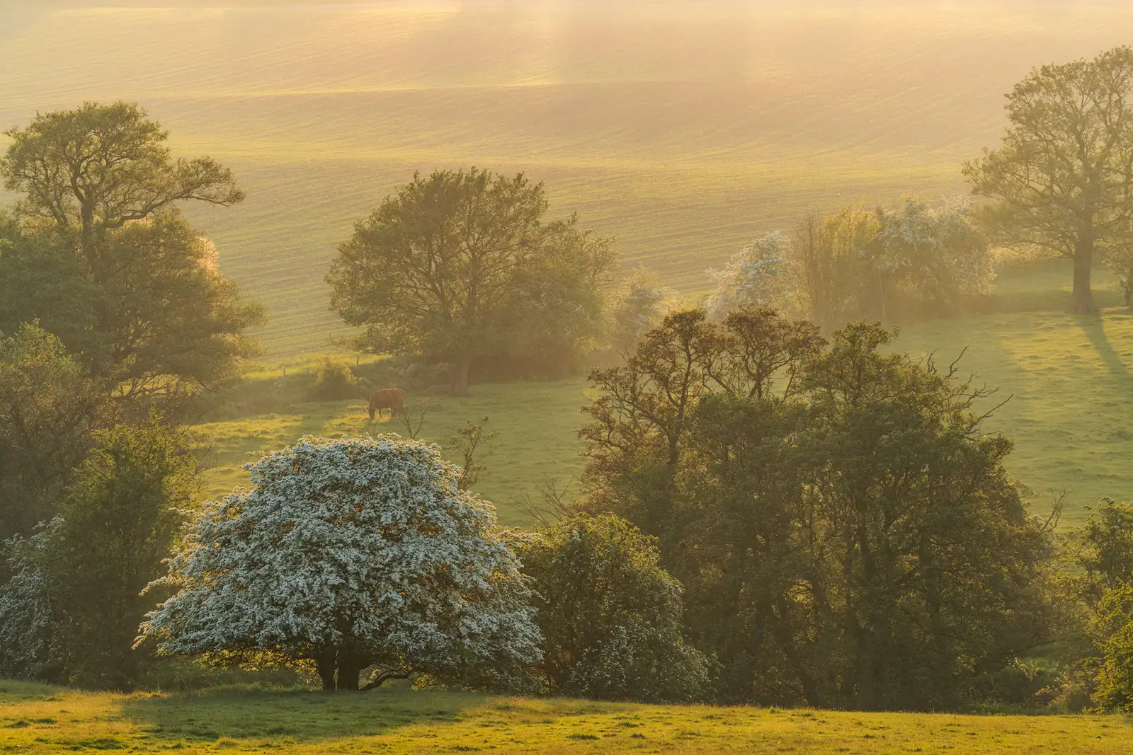 Sunlit pastoral landscape with rolling fields and scattered trees. A cow grazes in the foreground shade, surrounded by trees with white blossoms. The golden light casts soft shadows, creating a warm, serene atmosphere.