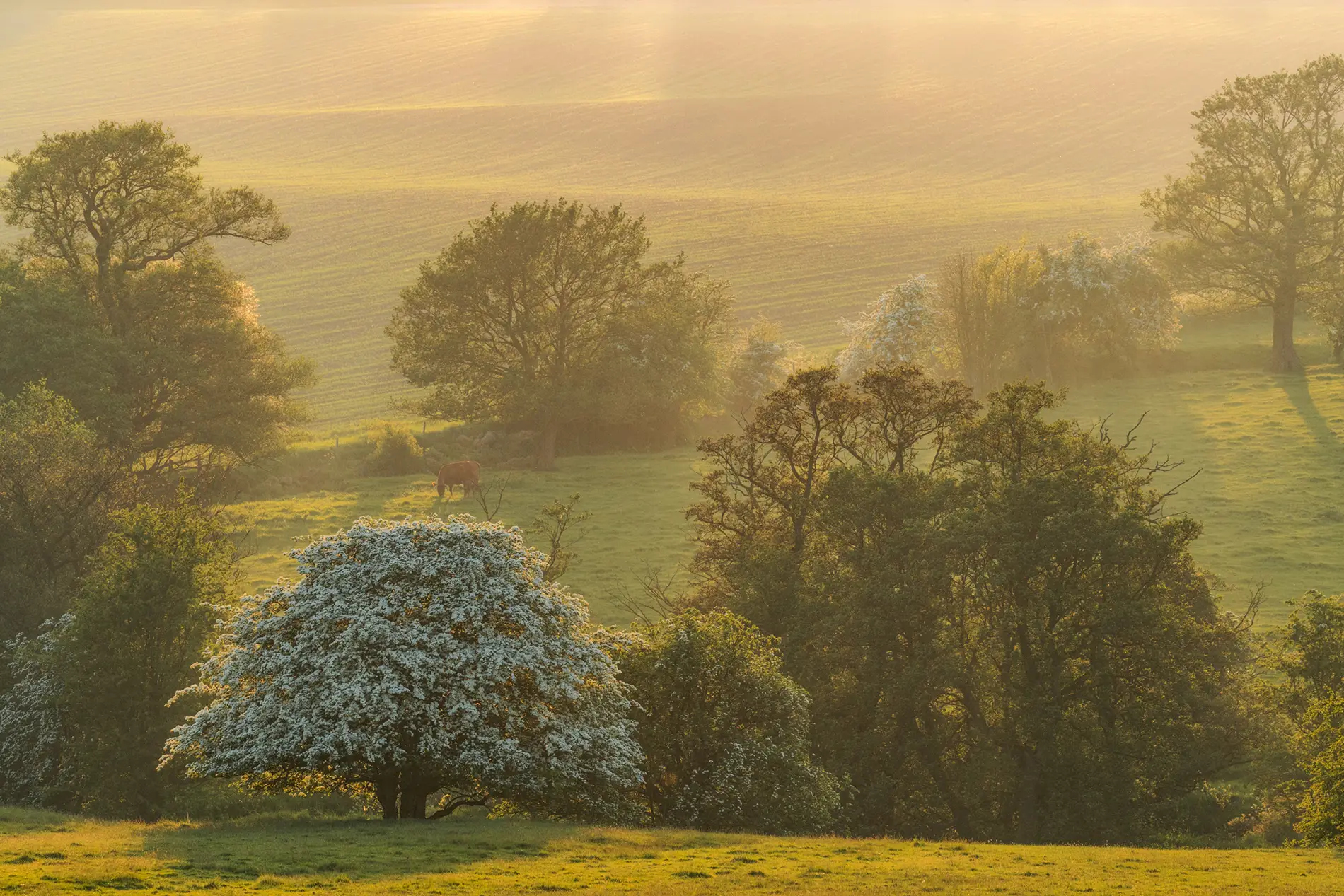 Hawthorn in white blossom and a grazing cow in misty farmland at golden hour, spring