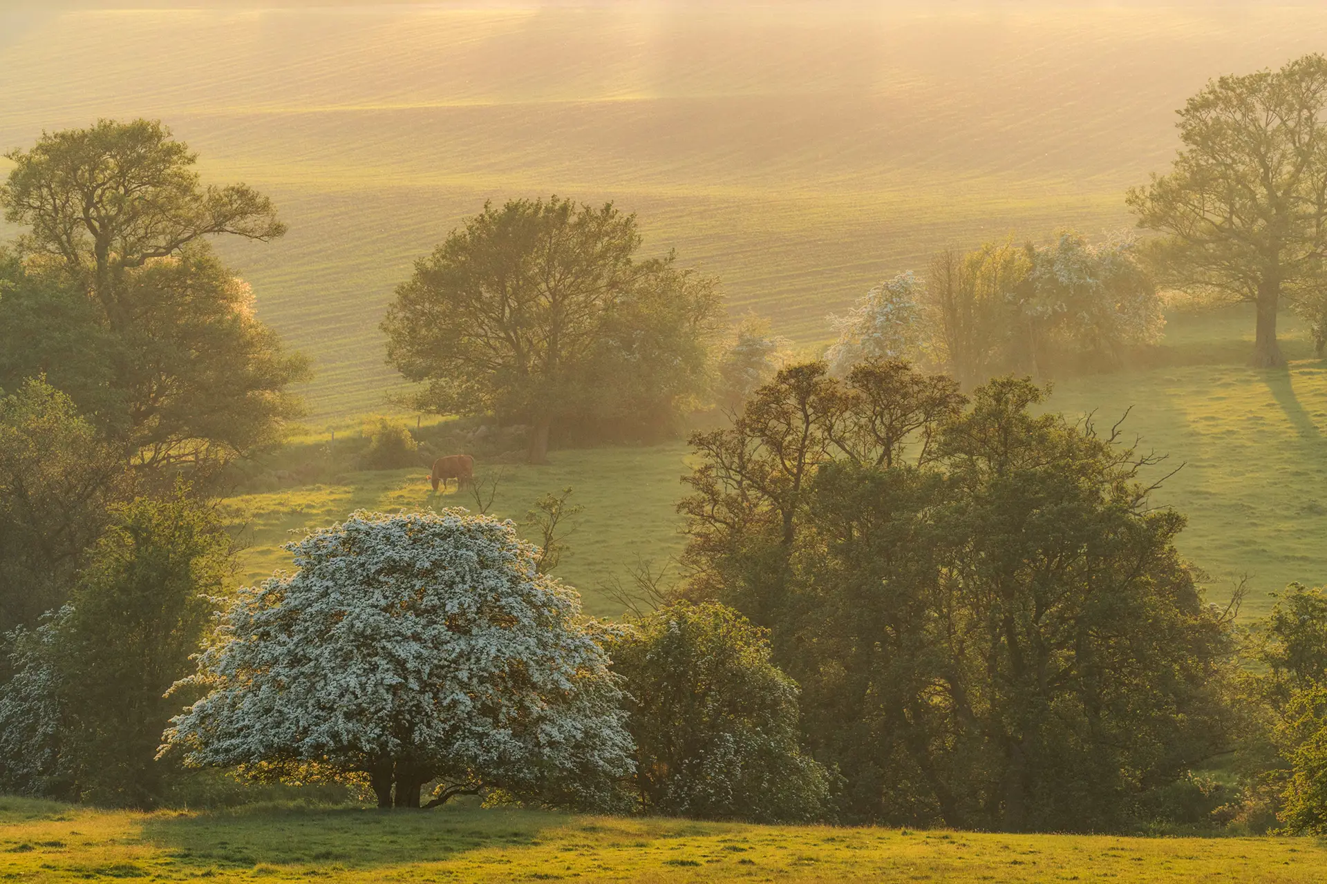 Sunlit pastoral landscape with rolling fields and scattered trees. A cow grazes in the foreground shade, surrounded by trees with white blossoms. The golden light casts soft shadows, creating a warm, serene atmosphere.