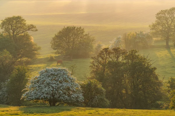 Hawthorn in white blossom and a grazing cow in misty farmland at golden hour, spring