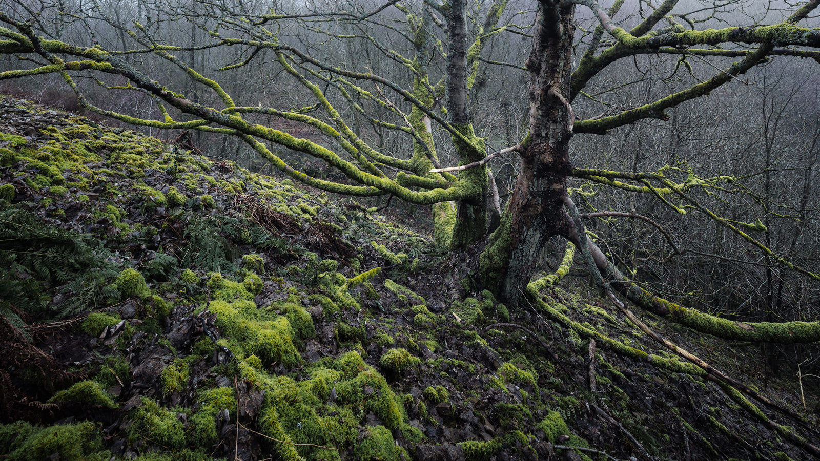 Moss-covered branches of a gnarled tree extend over a rocky, forest floor blanketed with vibrant green moss. The overcast background is filled with the silhouettes of barren trees, creating a dense woodland scene.