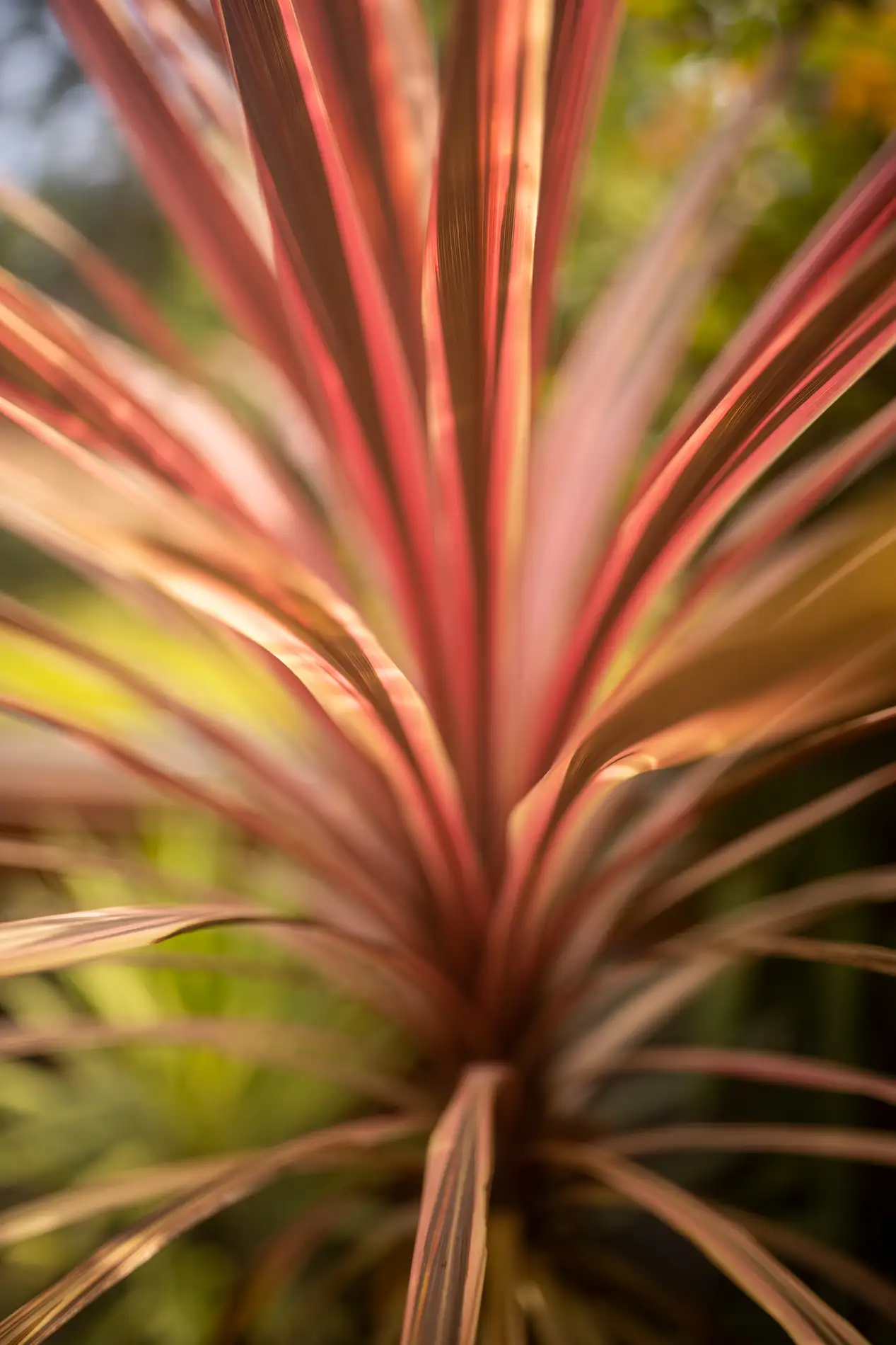 Pink-striped cordyline leaves radiating from the centre of a garden plant in warm sunlight