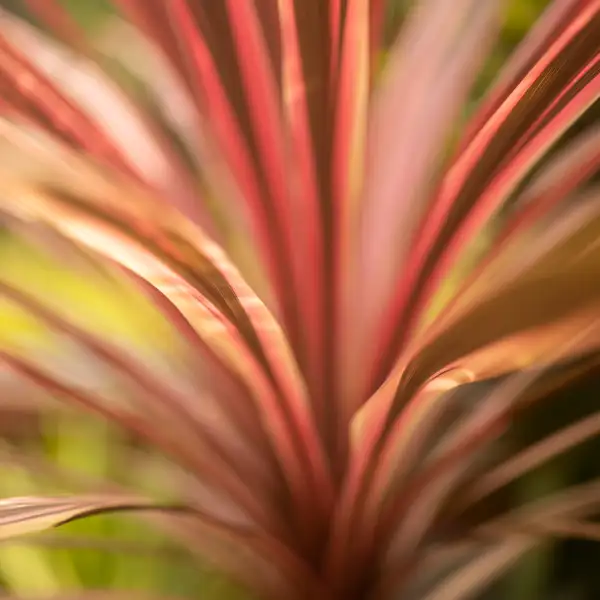 Portugal Flora