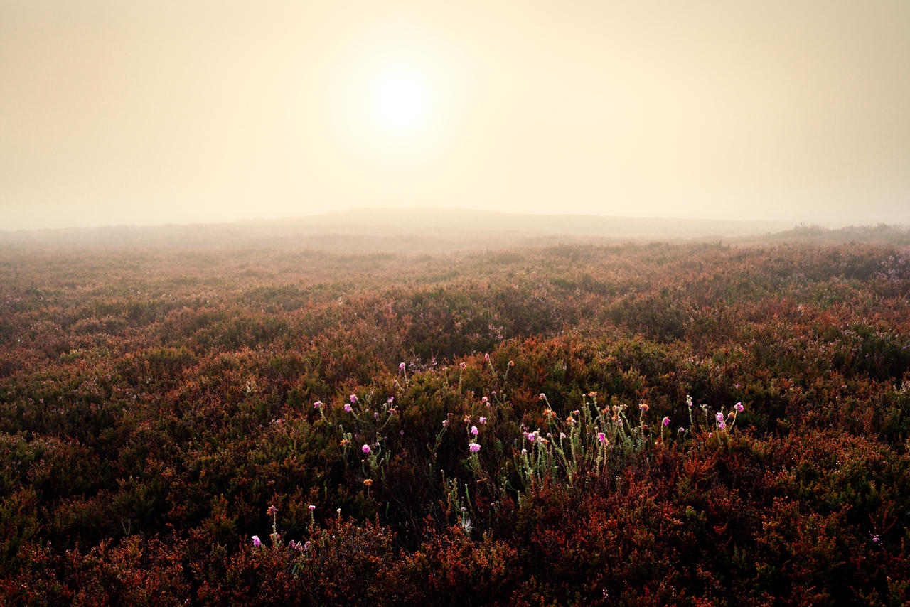 Foggy landscape with a vast expanse of heathland covered in heather. The foreground shows clusters of purple and pink flowers amid reddish-brown foliage. The pale sun is partially visible in the misty sky, casting a muted light over the scene.