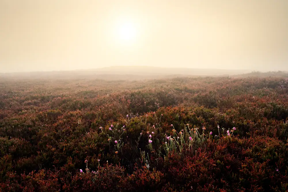 Foggy landscape with a vast expanse of heathland covered in heather. The foreground shows clusters of purple and pink flowers amid reddish-brown foliage. The pale sun is partially visible in the misty sky, casting a muted light over the scene.