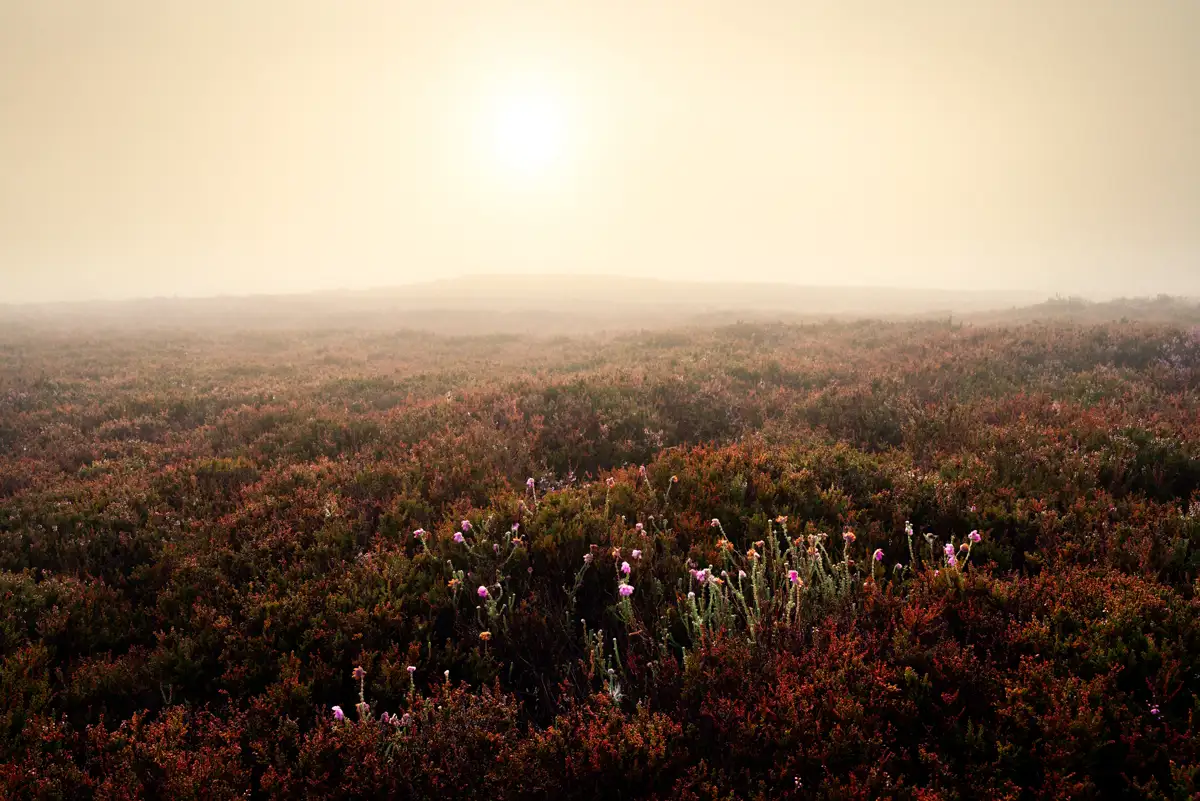 Foggy landscape with a vast expanse of heathland covered in heather. The foreground shows clusters of purple and pink flowers amid reddish-brown foliage. The pale sun is partially visible in the misty sky, casting a muted light over the scene.